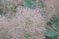 European smoketree Cotinus coggygria, close-up of pinkish flower